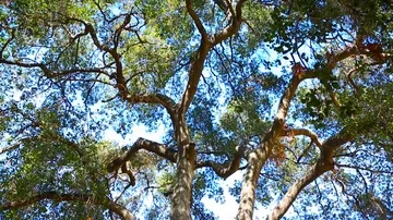 Footage of trees in park Stock Footage 85486984