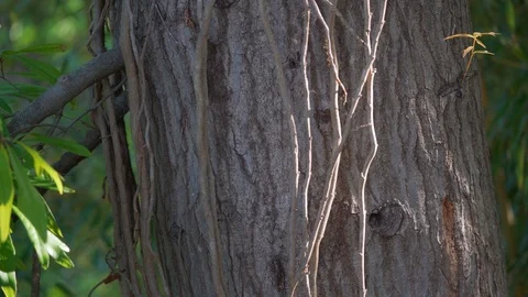 Footage of the trunk of the tree Stock Footage 107075411