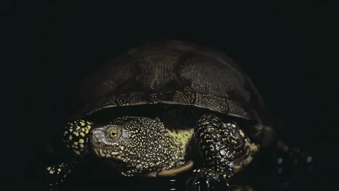 Footage of turtle dark background Stock Footage 155072064