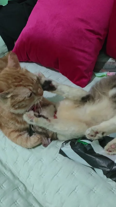 Footage of two cats playing Stock Footage 330513932