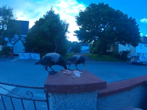 Footage of two Crows swooping down to collect some cooked ham and walnuts Stock Footage 232053656