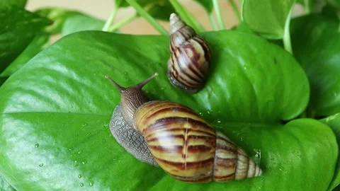 Footage of two different size of snails resting on a wet Golden Pothos leaf Stock Footage 318390913
