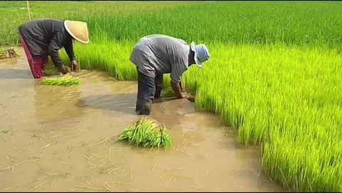 Footage of two farmers pulling out rice seedlings to plant in a rice field Stock Footage 336145949