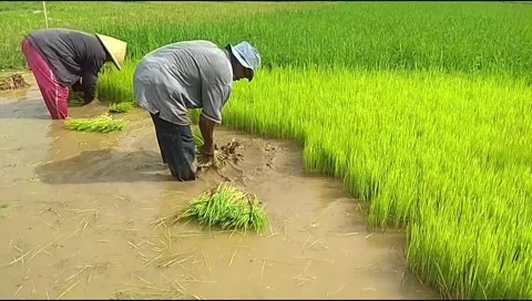 Footage of two farmers pulling out rice seedlings to plant in a rice field Stock Footage 336145958