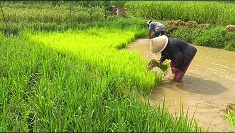 Footage of two farmers pulling out rice seedlings to plant in a rice field Stock Footage 336145985
