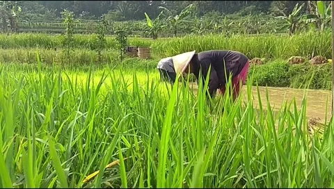 Footage of two farmers working to pull out rice seedlings Stock Footage 336145948