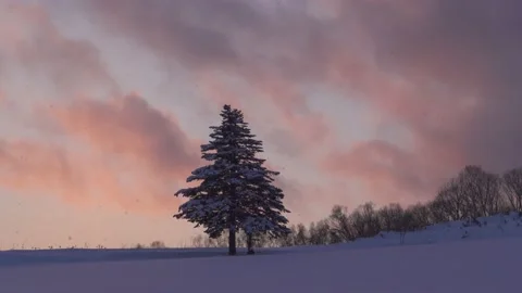 Footage of two pine trees under snowfall during a colorful sunset, Biei, 動画素材 171253243