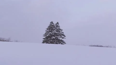 Footage of two pine trees under snowfall in Biei, Hokkaido, Japan Stock Footage 171253245