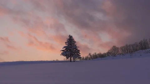 Footage of two pine trees under snowfall during a colorful sunset, Biei, Stock Footage 171253254