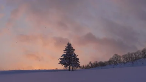 Footage of two pine trees under snowfall during a colorful sunset, Biei, Stock Footage 171253264