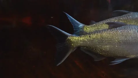 Footage of two silvery fish, possibly Brycon amazonicus or similar species, swim Stock Footage 320085072