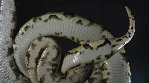 Footage of two small phytons, camera down Stock-Fotos