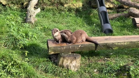 Footage of two small river otters running and screaming, looking at camera 動画素材 236375220