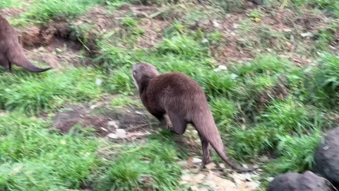 Footage of two small river otters running and screaming, looking at camera Stockbeeldmateriaal 236375540