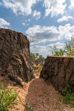 Footage from two trees that got cut in half. Stock Photos