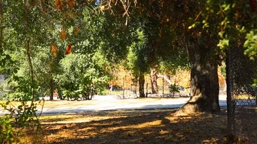 Footage under trees shot Stock Footage 85486519