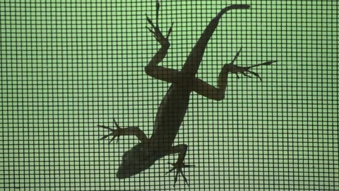 Footage of the underside of a small gecko climbing outside Stock Footage 285117819