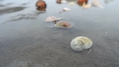 Footage of various types of shells playing in the water 動画素材 224644601