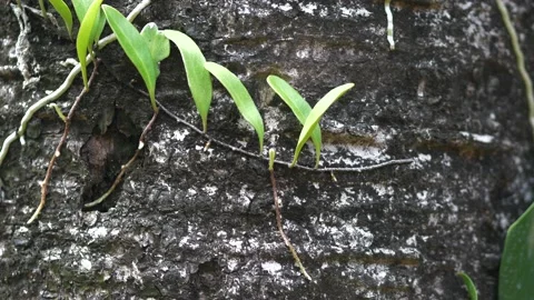 Footage of various wildferns grows on and over thick bark Palm tree trunk. Stock Footage 166872080