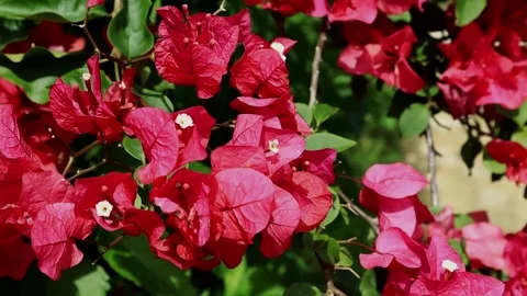 Footage Video 4k Video stock 241908000