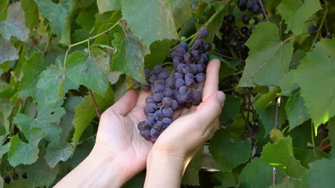 Footage of a vine red grape branch in a farmer's hands. Winemaking cult Stock Footage 287212095