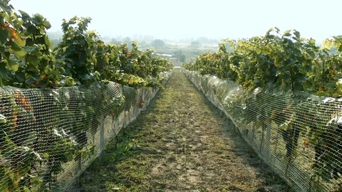 Footage of vineyard on the cloudy day. Stock Footage 104715247