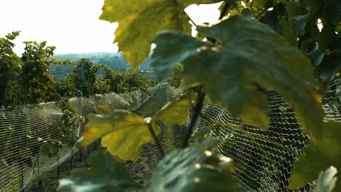 Footage of vineyard on the cloudy day. 스톡 동영상 104715478