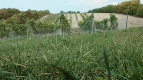 Footage of vineyard on the cloudy day. Stock Footage 104715646