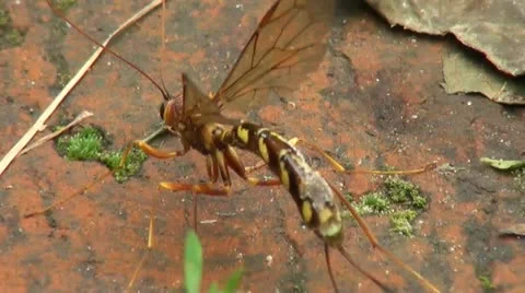Footage of a wasp cleaning itself on wood Stock Footage