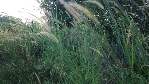 Footage of weeds,2 Video stock 269819920