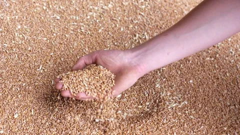 Footage of wheat dropping from hand 2 on a UK farm during harvest season, showin Stock Footage 321754250