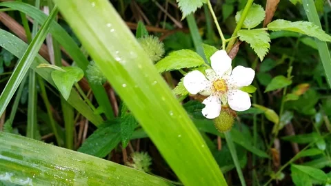 Footage of white flowers Stock Footage 204161780