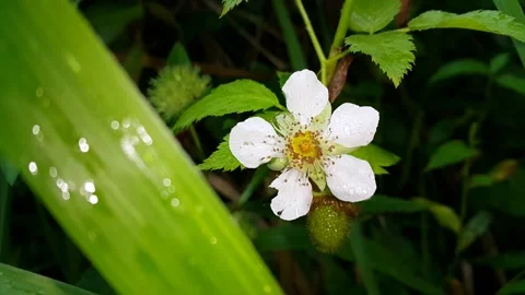 Footage of white flowers Stock Footage 204161889