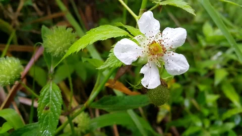 Footage of white flowers Stock Footage 204161901