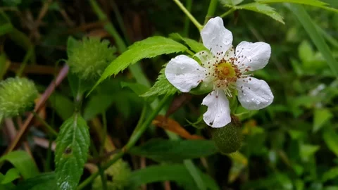 Footage of white flowers Stock Footage 204161911