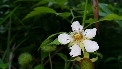 Footage of white flowers Stock Footage 204161912