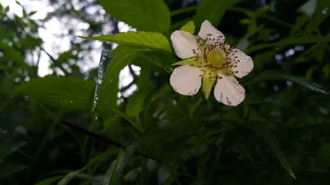 Footage of white flowers Stock Footage 204808337