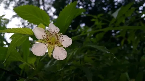 Footage of white flowers Stock Footage 204808339