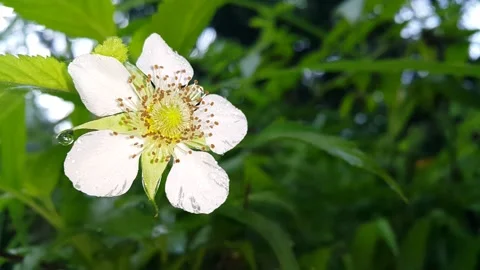 Footage of white flowers Stock Footage 204808376