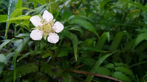Footage of white flowers Stock Footage 204808456