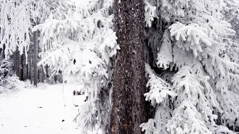 Footage of winter landscape. Stock Footage 71338823