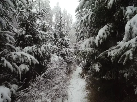 Footage of winter landscape. Stock Footage 71338994