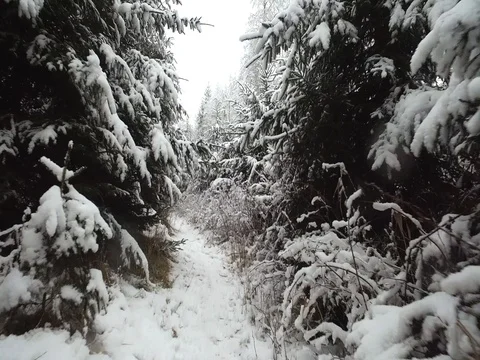 Footage of winter landscape.  Stock Footage 71339109