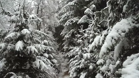 Footage of winter landscape.  Stock Footage 71339111