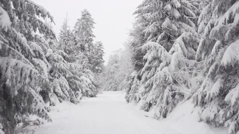 A footage with a winter snow-covered forest while it is snowing. Stock Footage 146363389