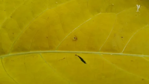 Footage with yellow leaf texture. Stock Footage 201638848