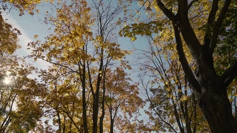 Footage of yellow tree crowns. Video stock 103260975