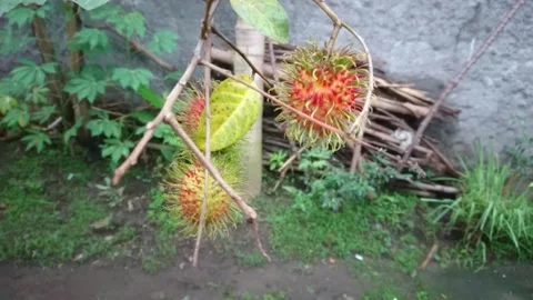 Footage/rambutan Video stock 146196859