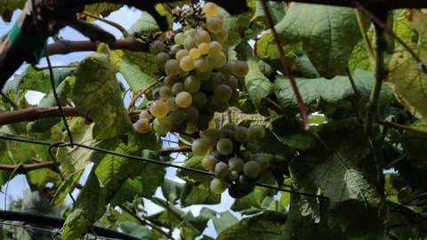Footages of Grapes Stock Footage 324682782