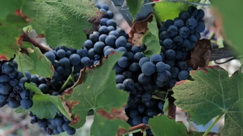 Footages of Grapes Stock Footage 324682783